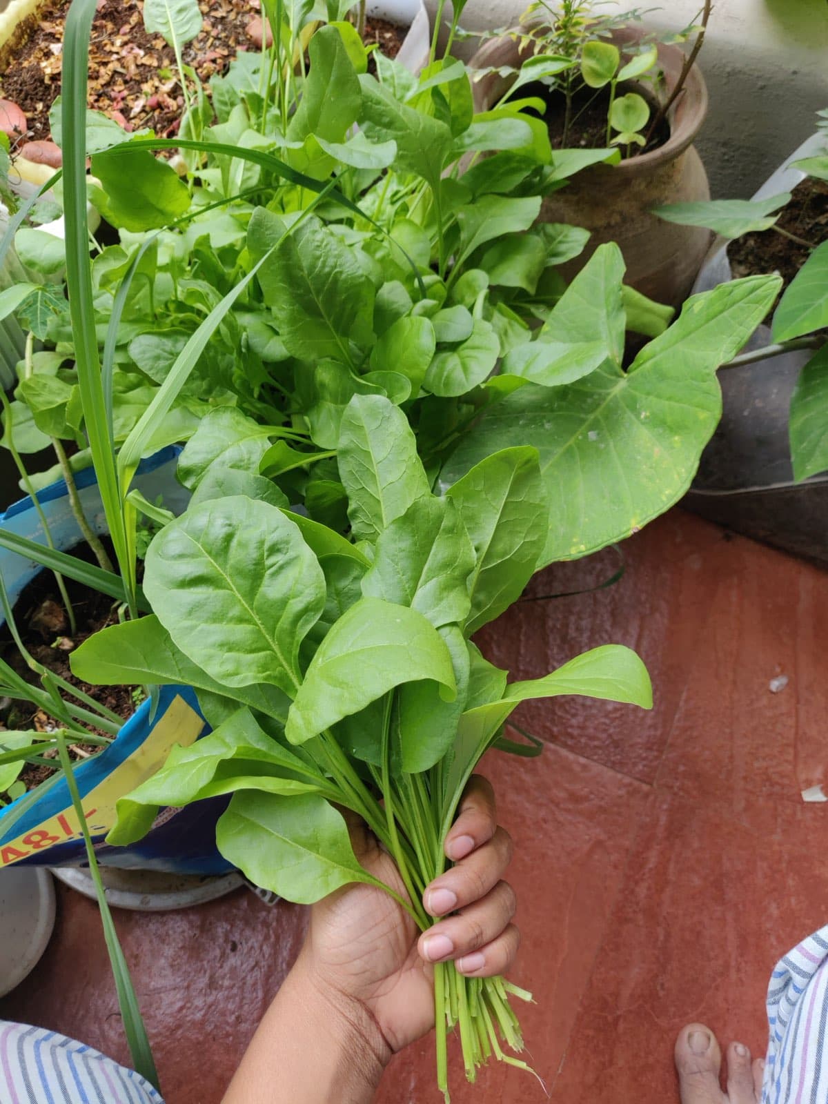A balcony vegetable garden in a tiny space