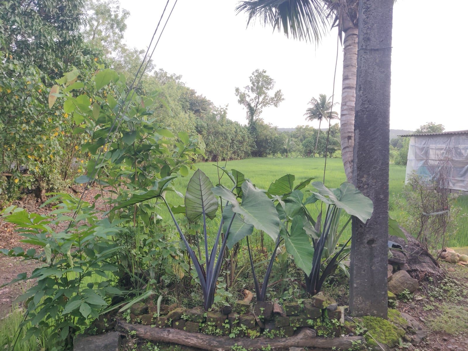 A greywater circle reusing household water