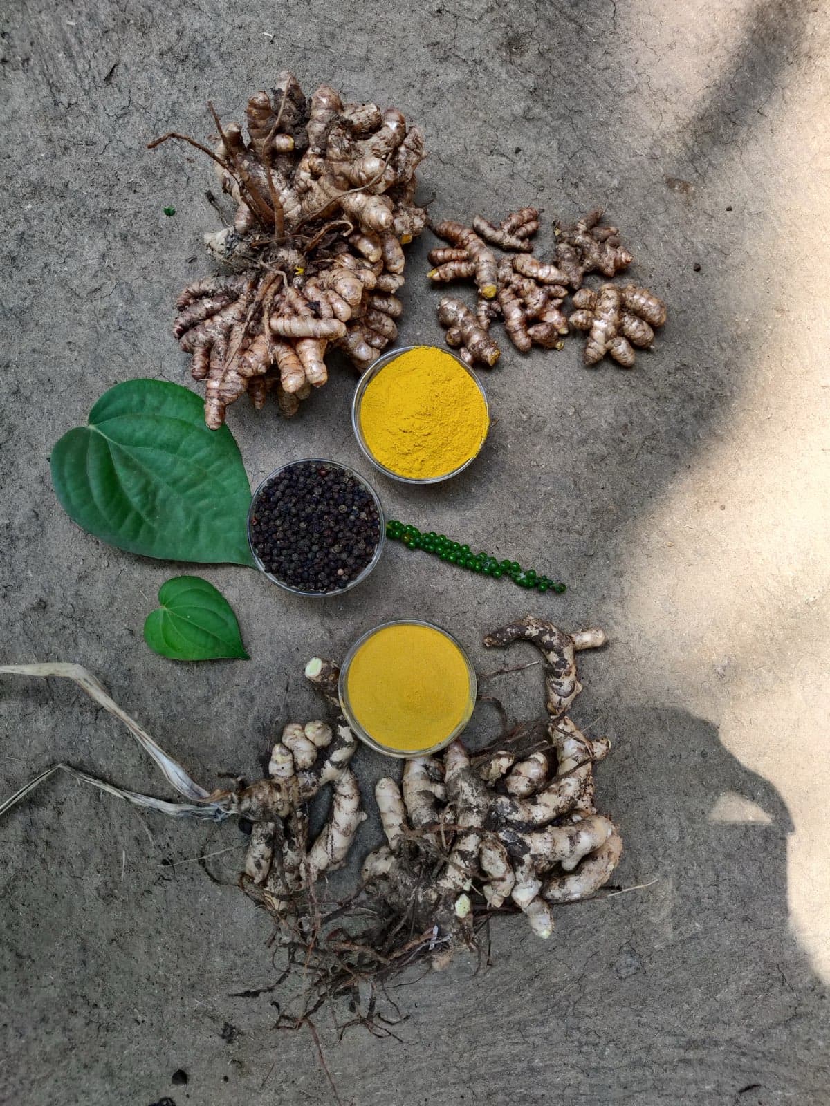 Harvest from the food forest