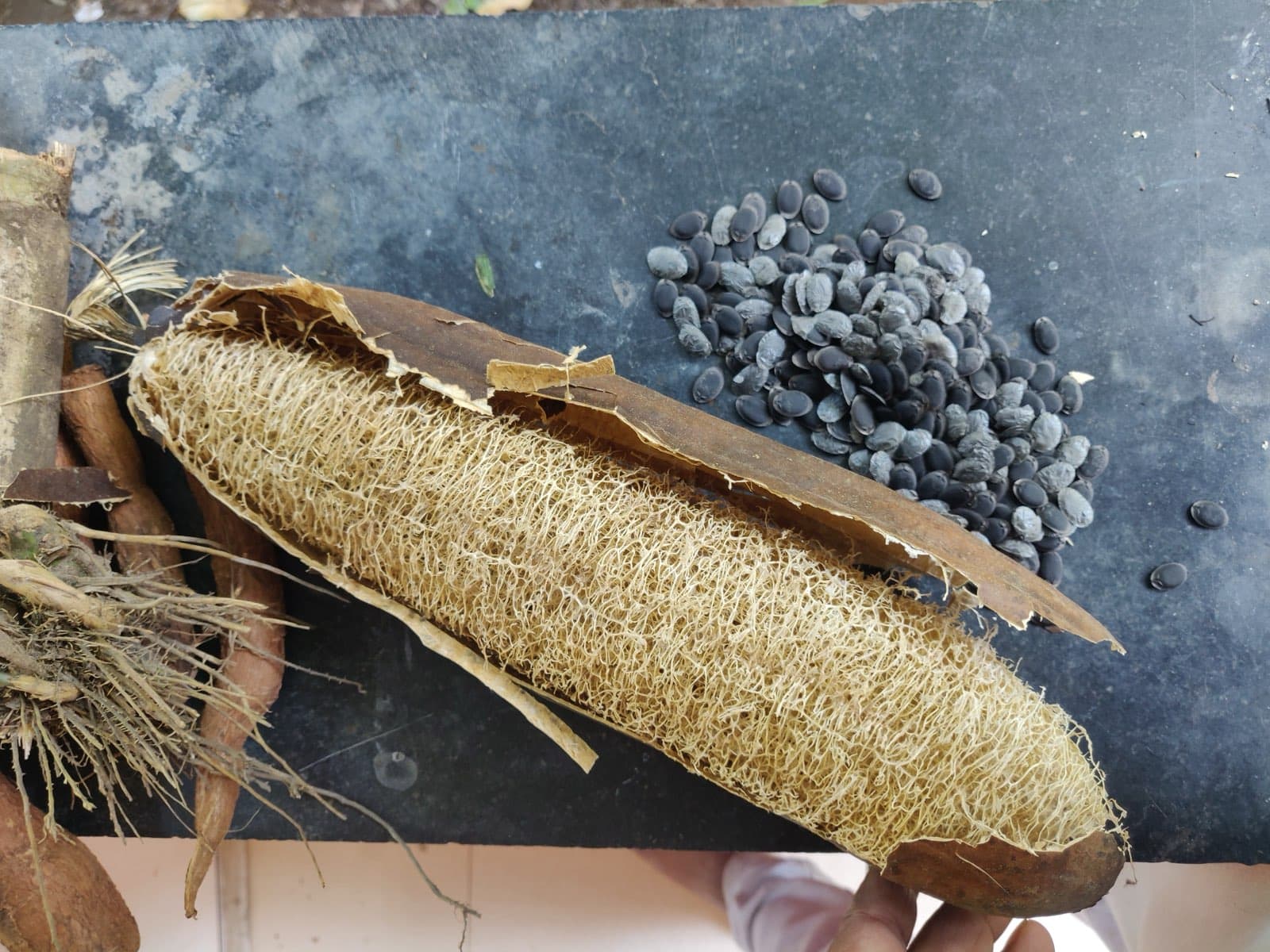 Home-grown loofah