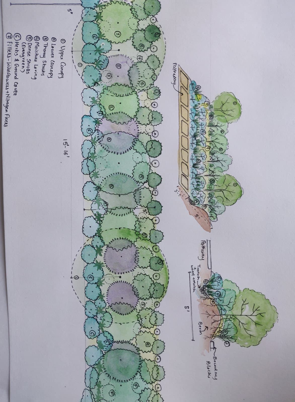 A dense living fence hedge