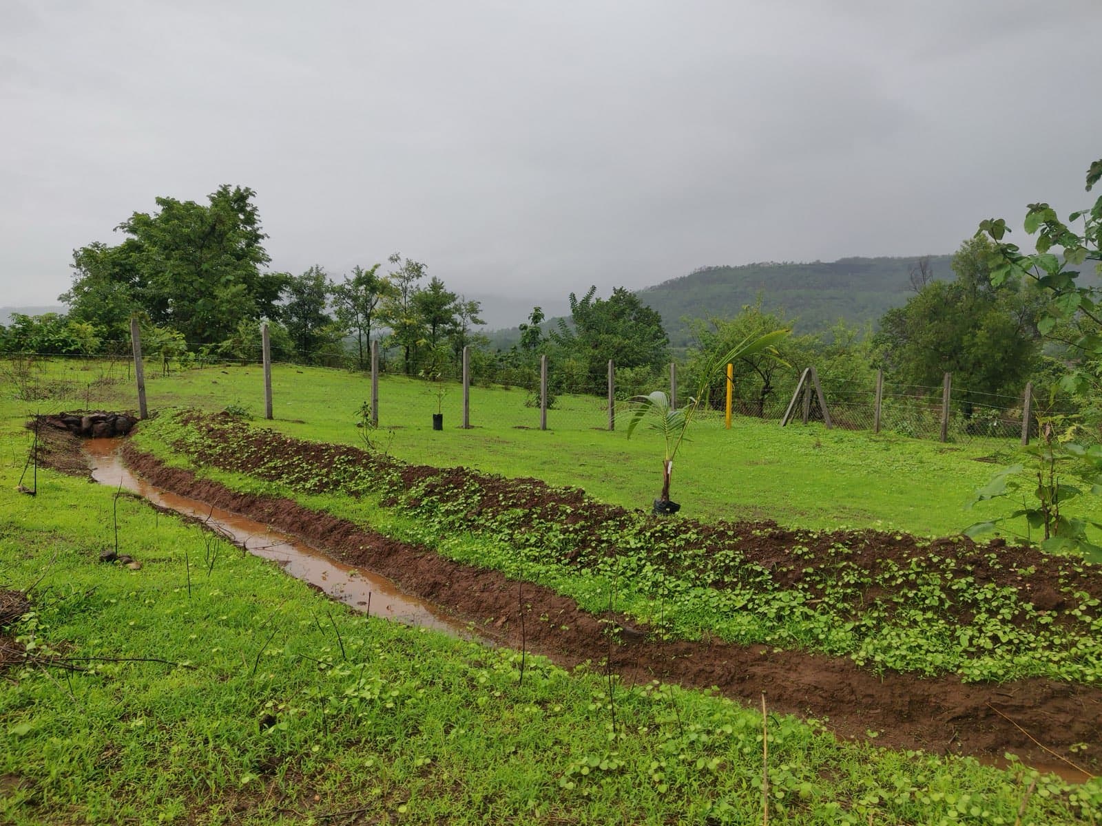A swale in action, slowing and sinking rainwater