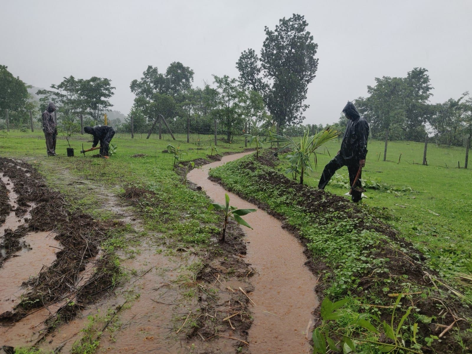 Swales collecting water and soil residues from the fields above