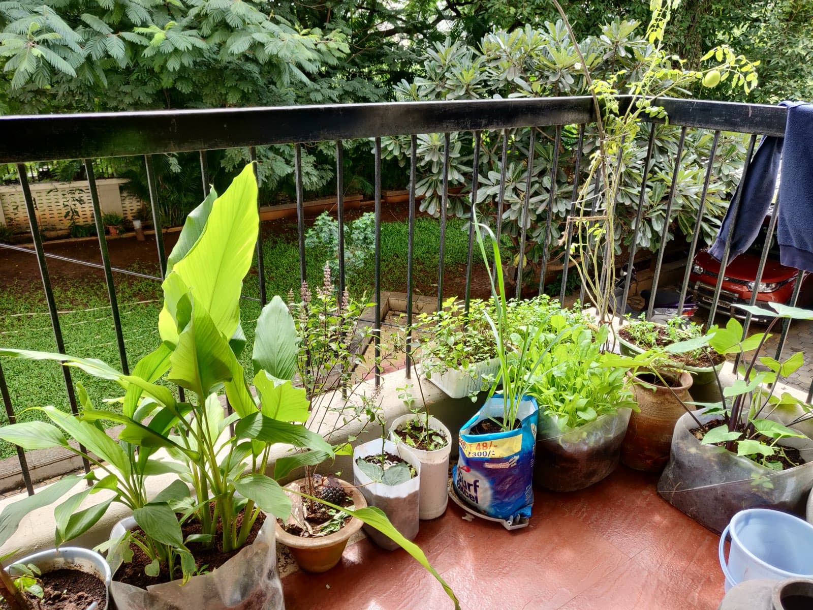 A productive urban garden