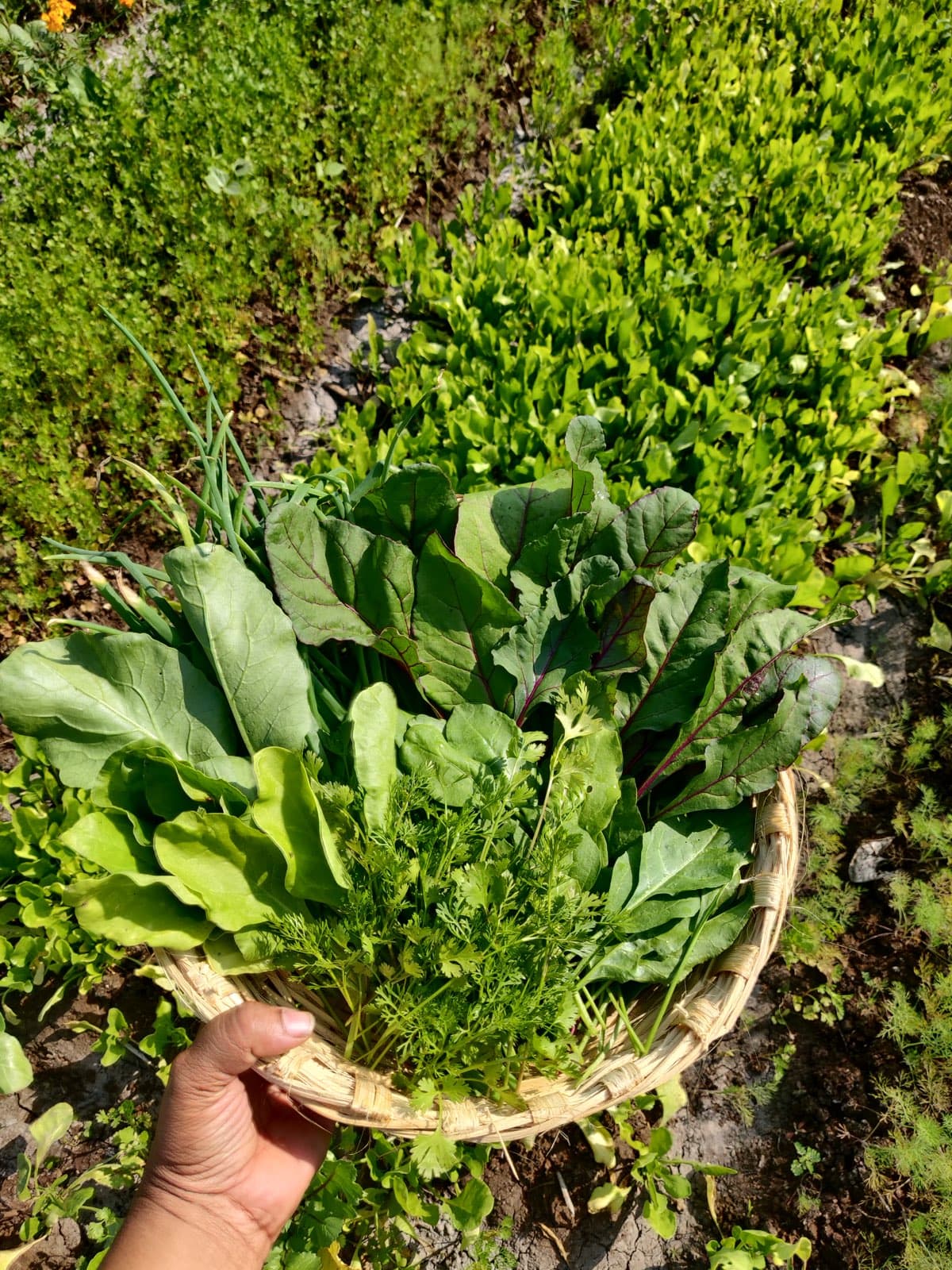 A vegetable harvest