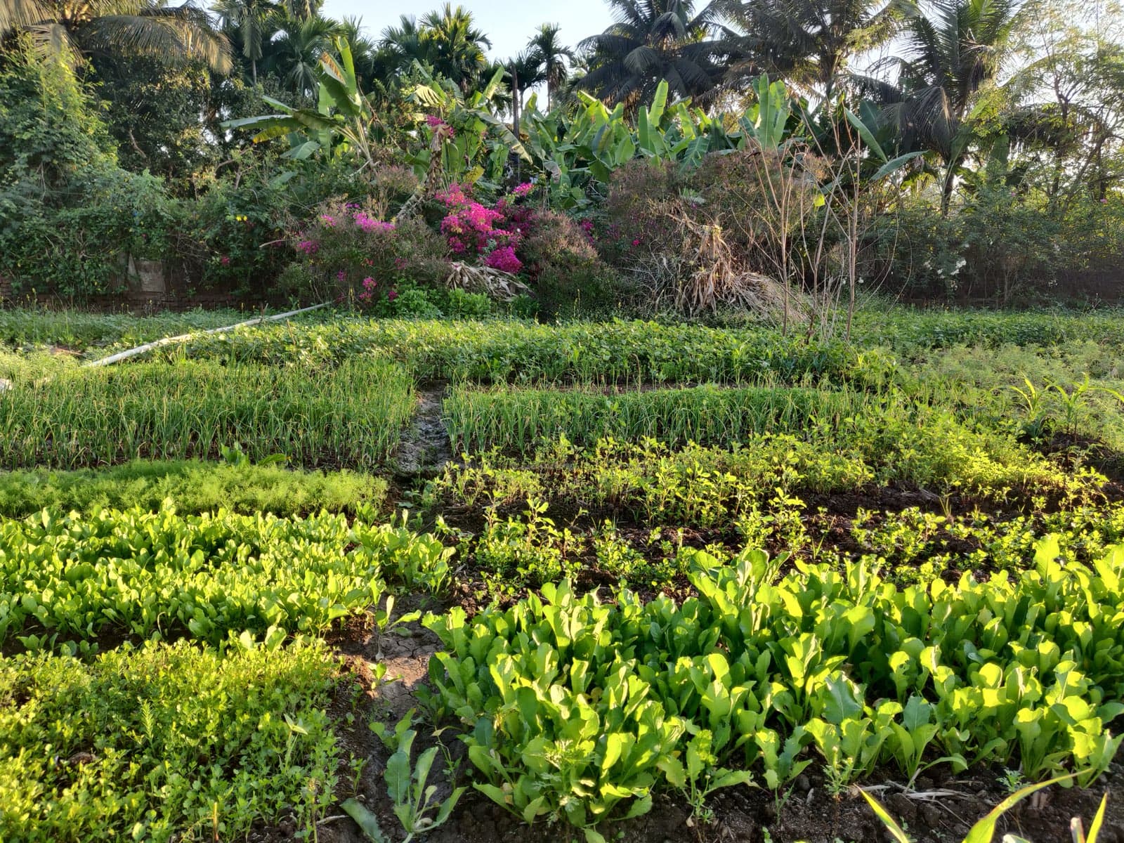 A thriving winter vegetable garden